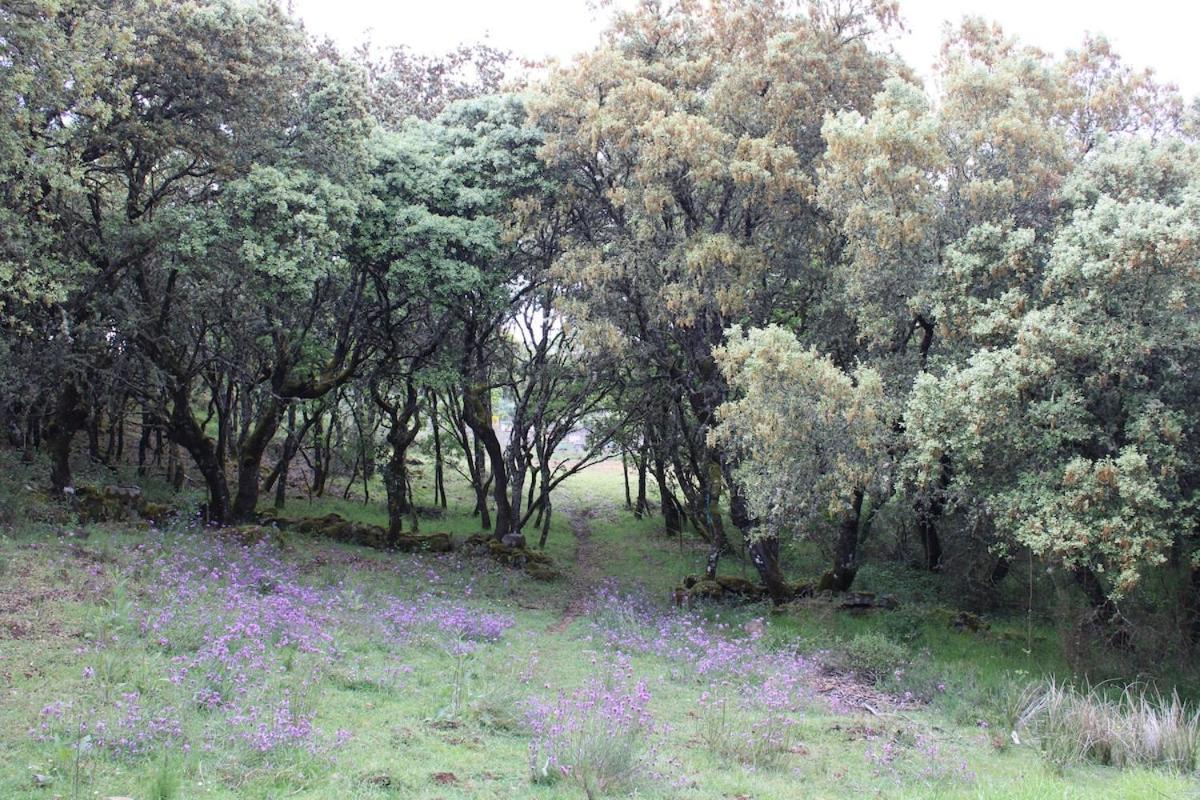 מלון ויניאיס Quinta Da Devesa -B2 מראה חיצוני תמונה